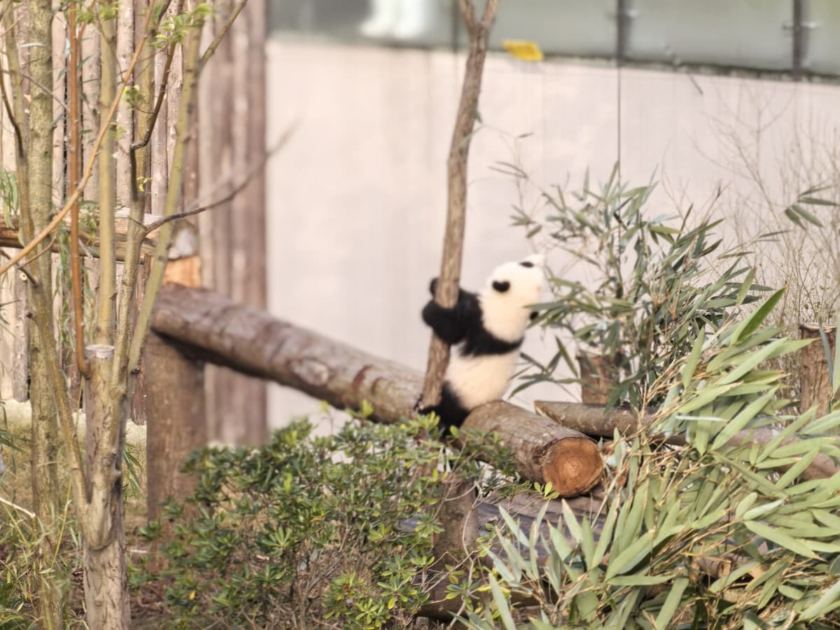 Chengdu Panda Base and Leshan Giant Buddha Private Day Tour 3