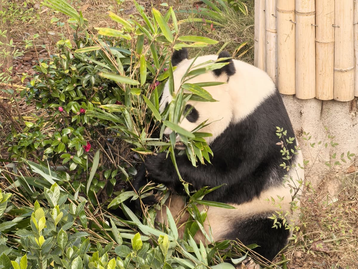 Chengdu Panda Base and Leshan Giant Buddha Private Day Tour 4