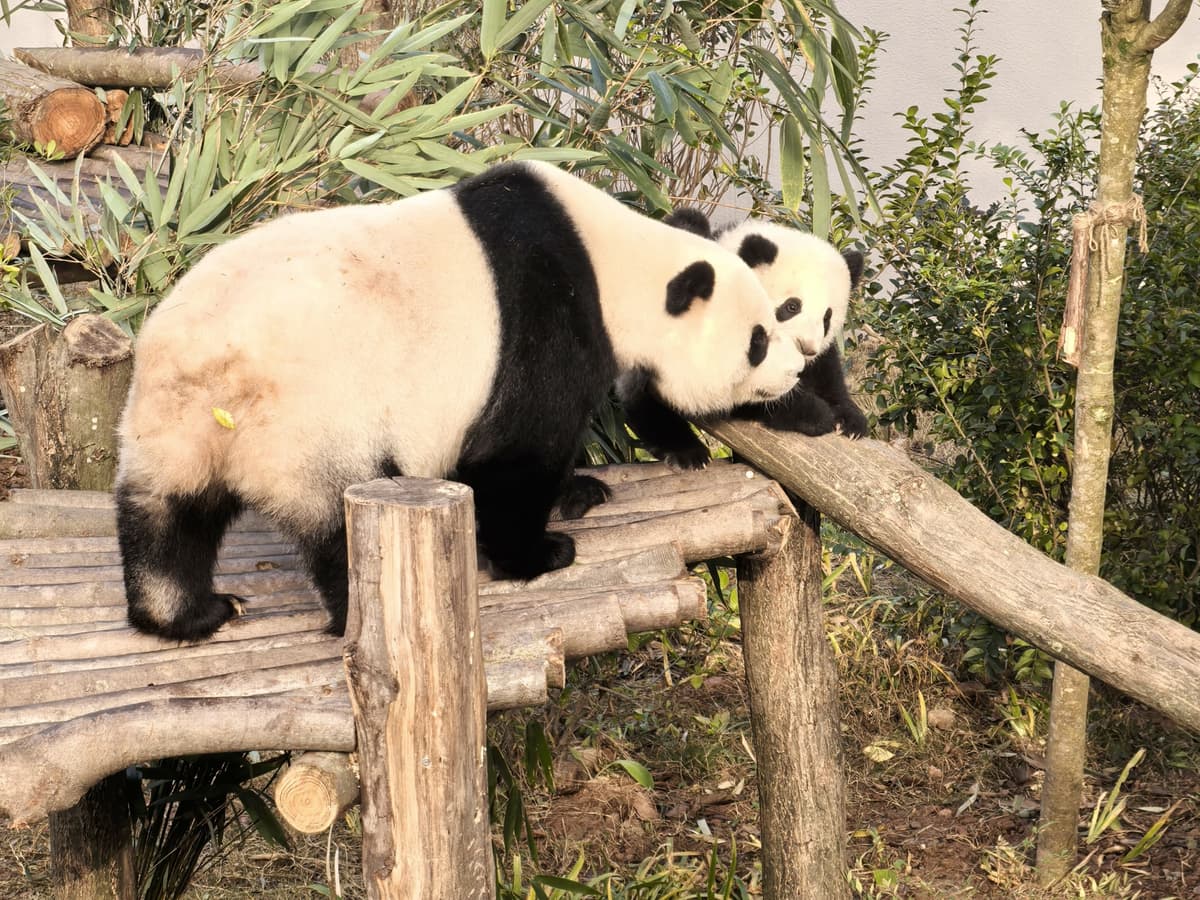 Chengdu Panda Base and Leshan Giant Buddha Private Day Tour 5