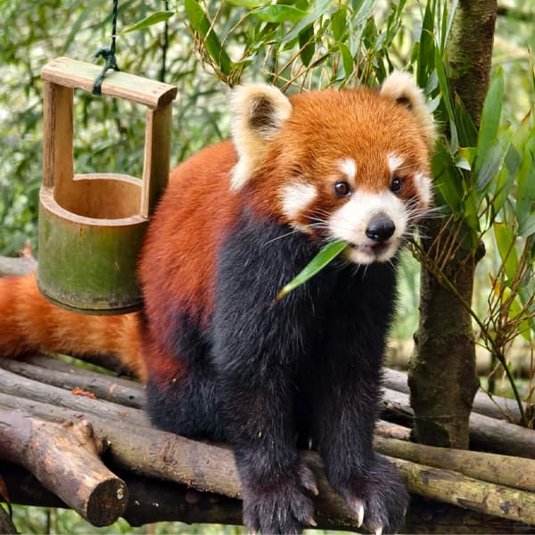 Chengdu Panda Valley and Dujiangyan Private Day Tour 3