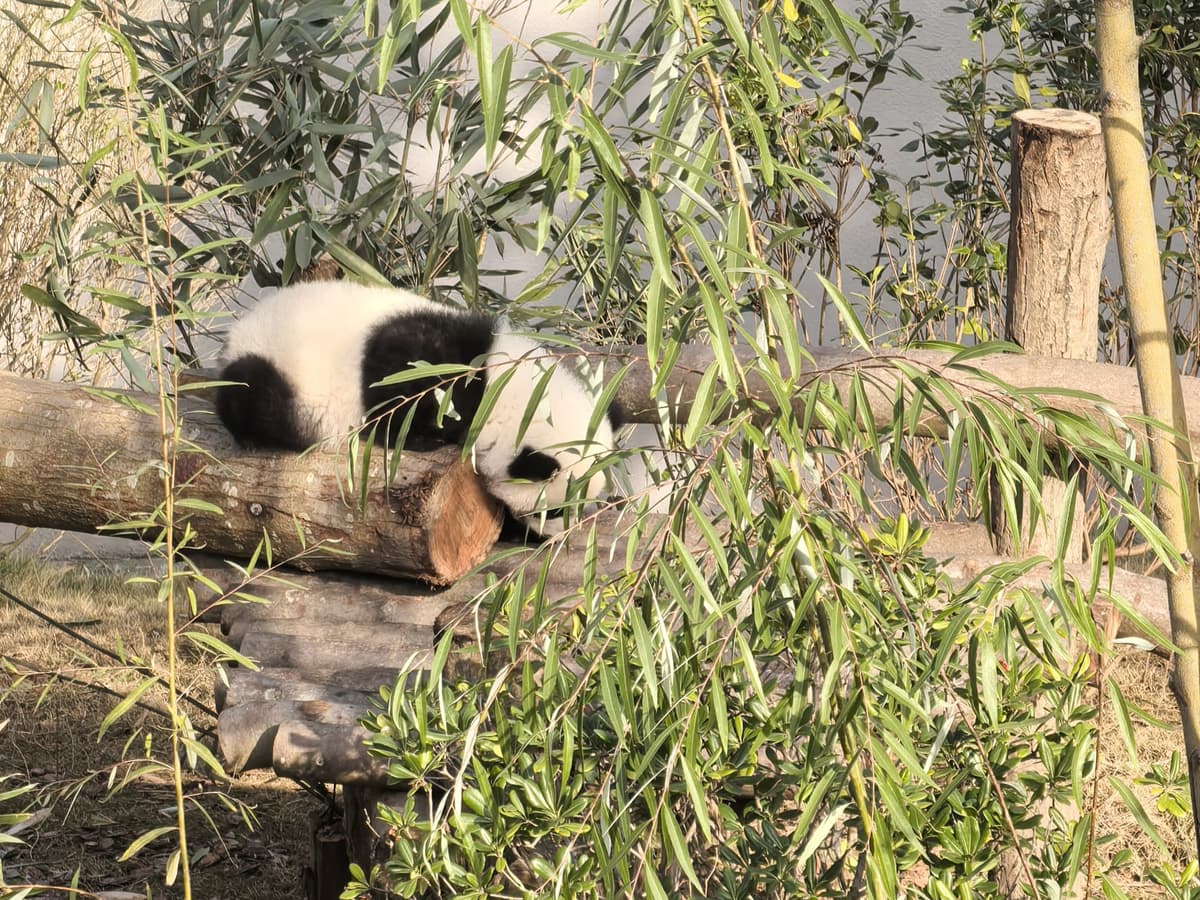 Chengdu 3-Day Private Tour Panda Base Dujiangyan Qingcheng 4