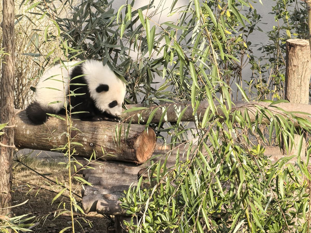 Chengdu Leshan 3-Day Private Tour Panda Base Giant Buddha 2