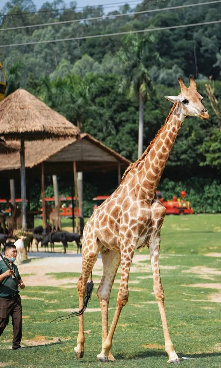 Guangzhou Chimelong Safari Park Private Day Tour 2