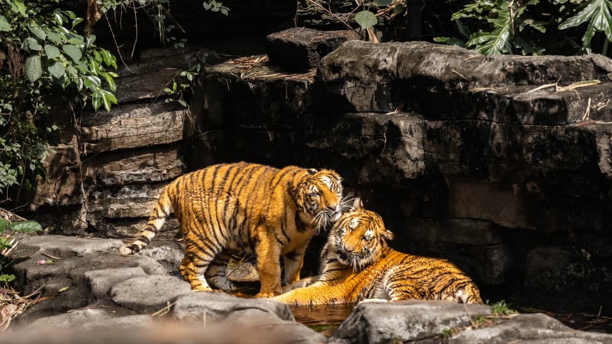 Guangzhou Chimelong Safari Park Private Day Tour 4