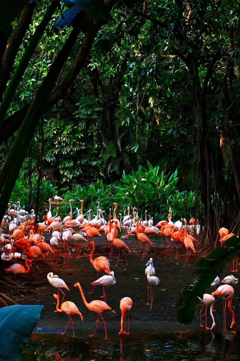 Guangzhou Chimelong Safari Park Private Day Tour 5