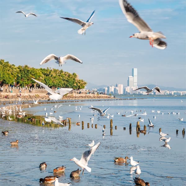 Shenzhen City Highlights and Coastal Views Private Tour 3