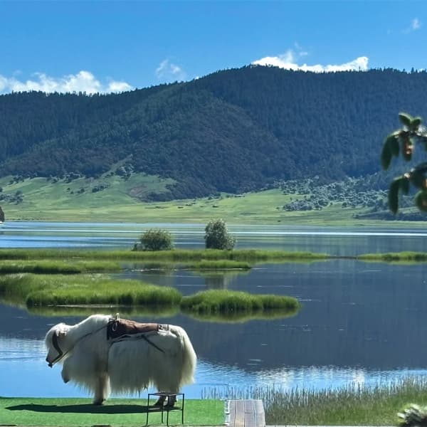 Shangri-La Songzanlin Monastery and Pudacuo Private Day Tour 3