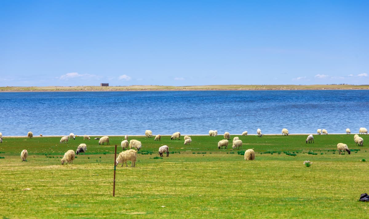 Xining to Qinghai Lake Private Day Tour 2