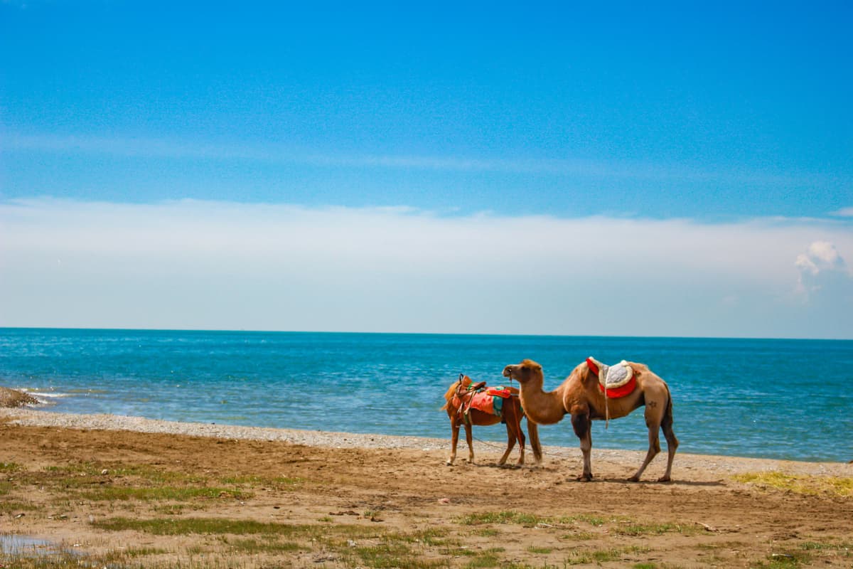 Xining to Qinghai Lake Private Day Tour 5