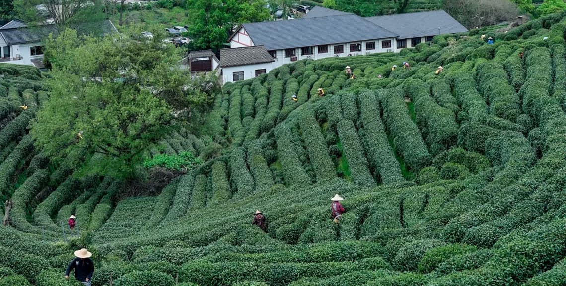 Longjing Tea Village