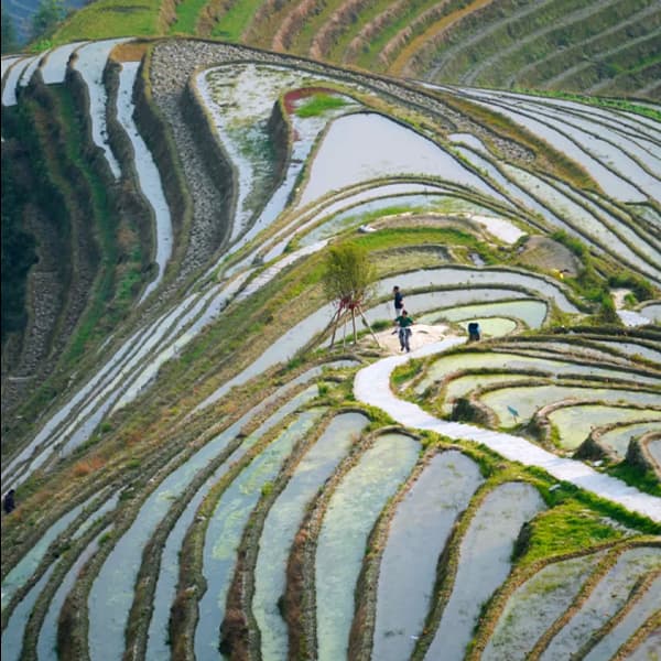 Longji Rice Terrace Scenic Spot