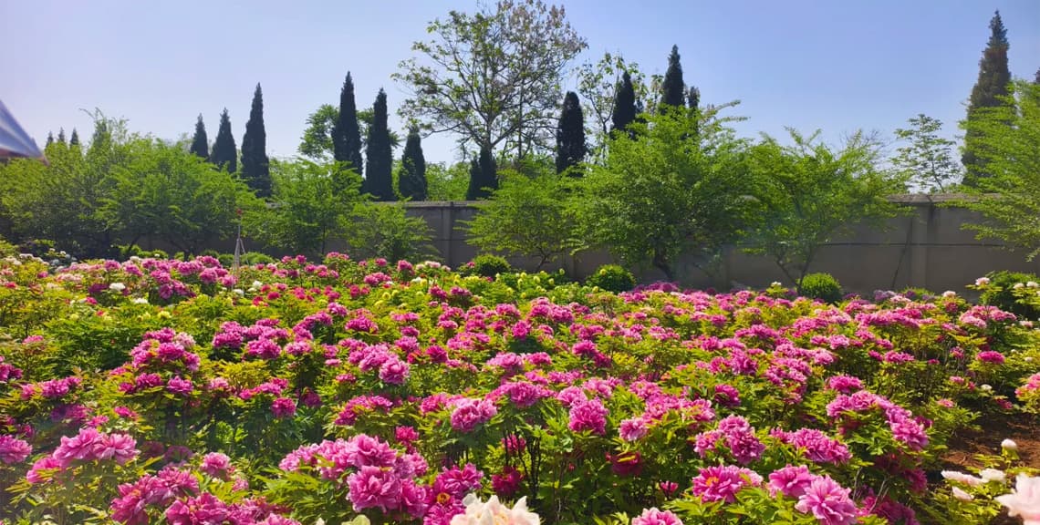 Luoyang Peony Garden