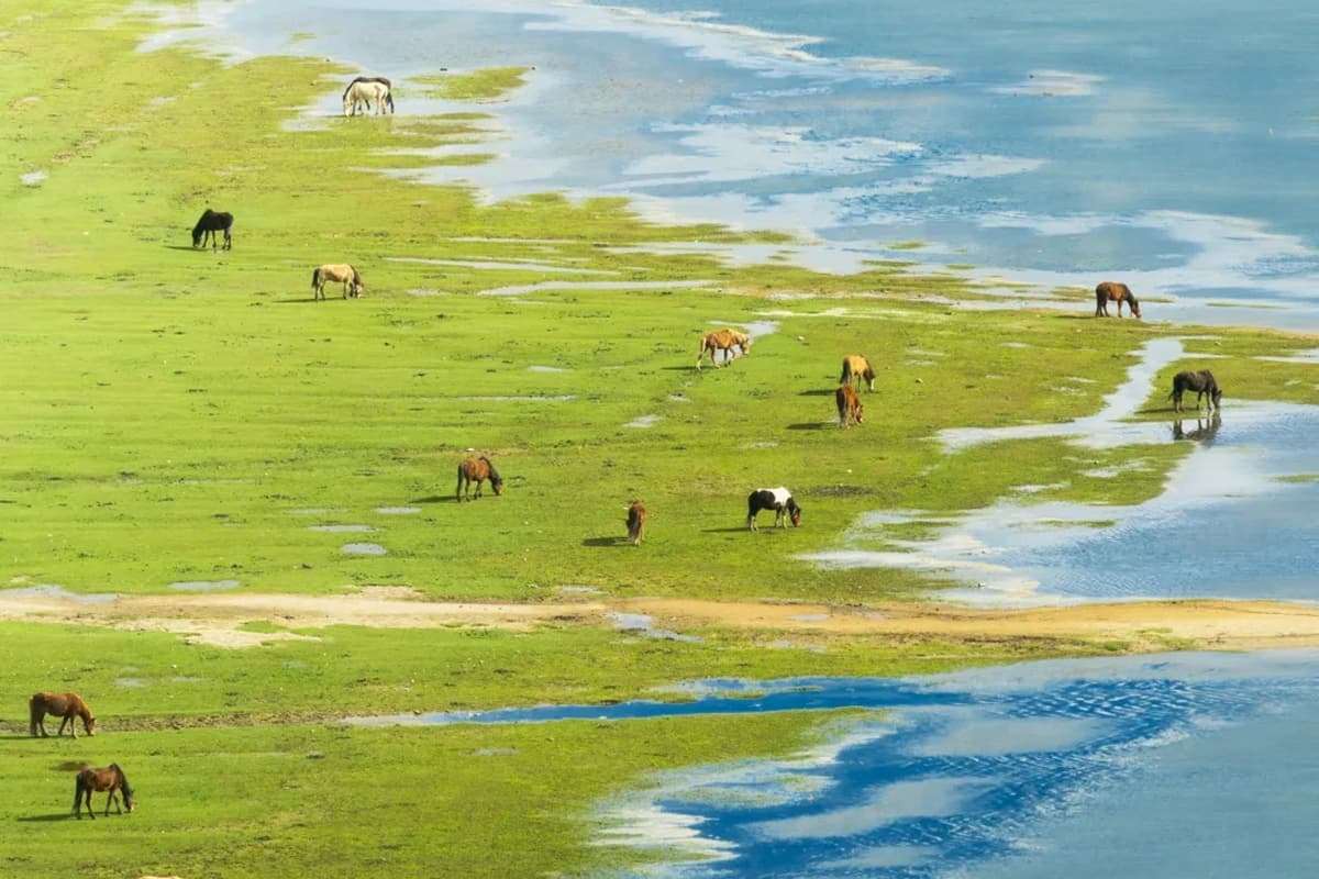 Yila Grassland