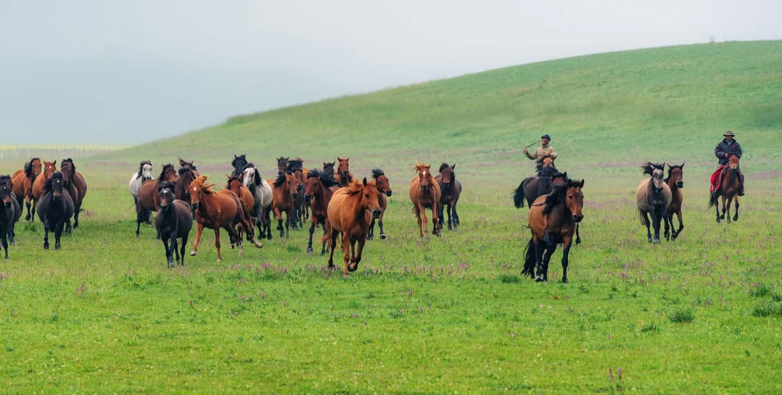 Shandan Royal Horse Ranch