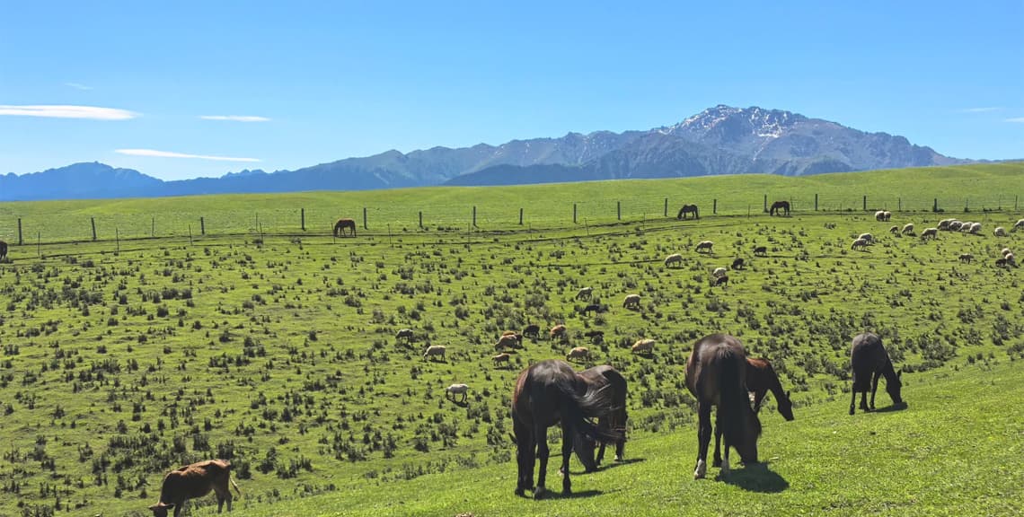 Nanshan Scenic Area (Urumqi Nanshan Pasture)