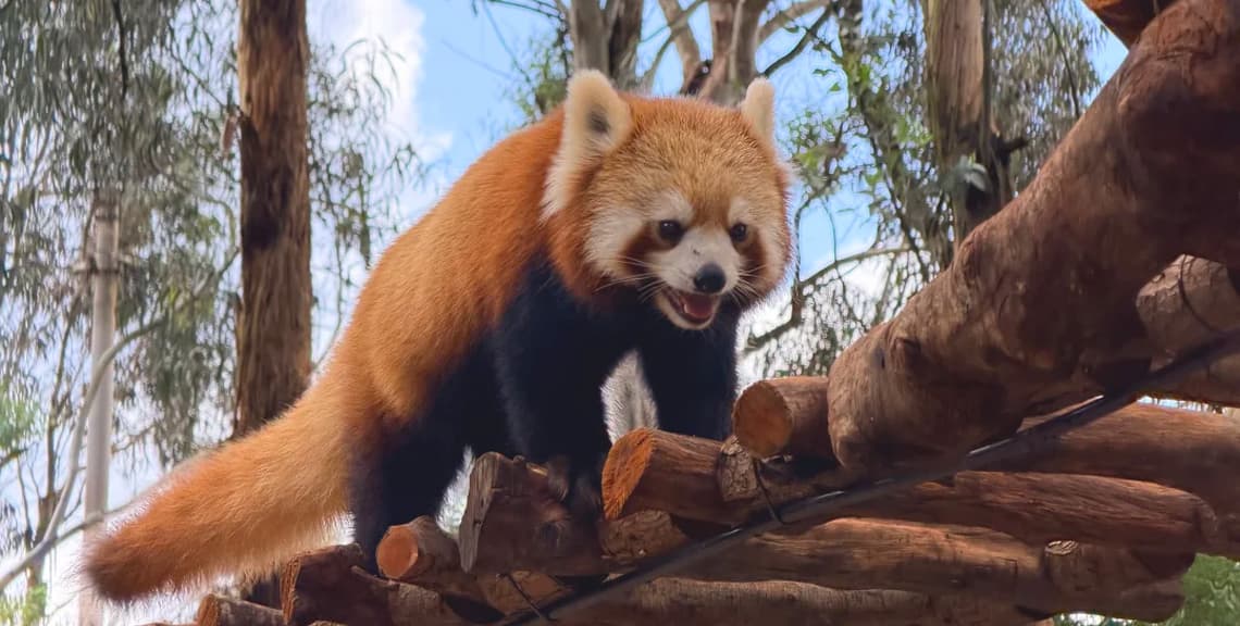 Yunnan Wild Animal Park