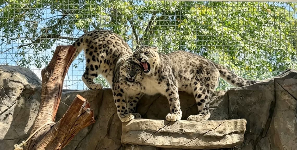 Tibetan Plateau Wildlife Zoo