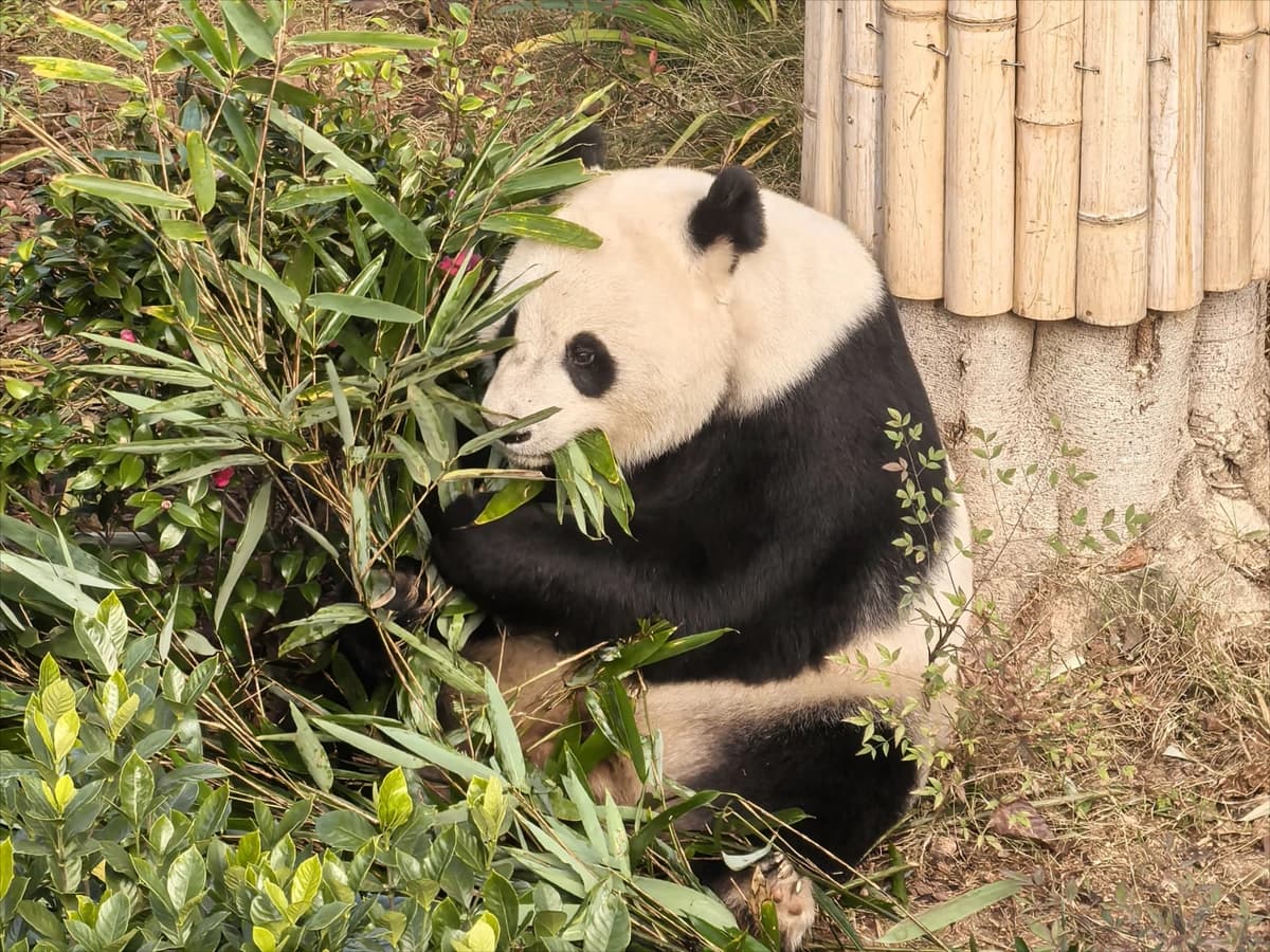 Chengdu Panda Base Private Car Day Tour with Driver 2