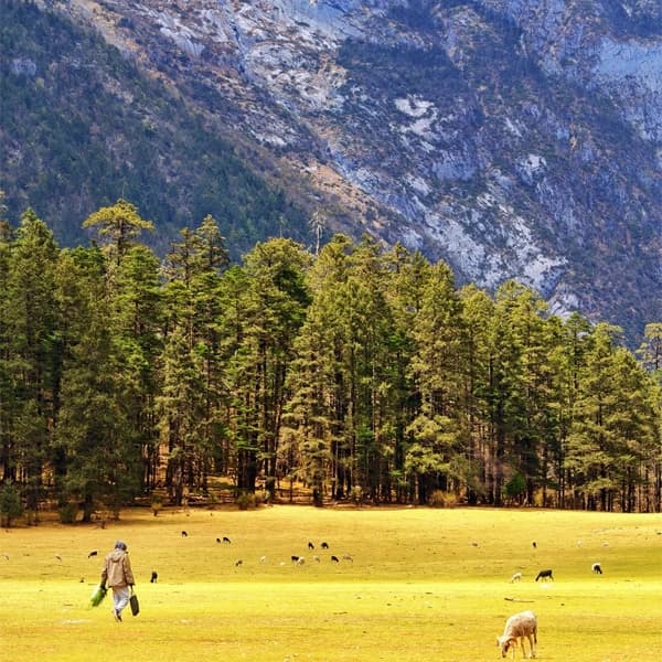 Lijiang Jade Dragon Snow Mountain Private Car Day Tour 4