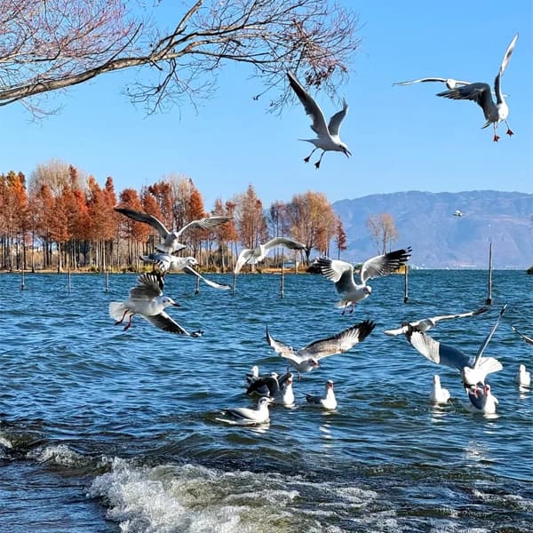 Dali Old Town and Erhai Lake Private Day Tour with Driver 2