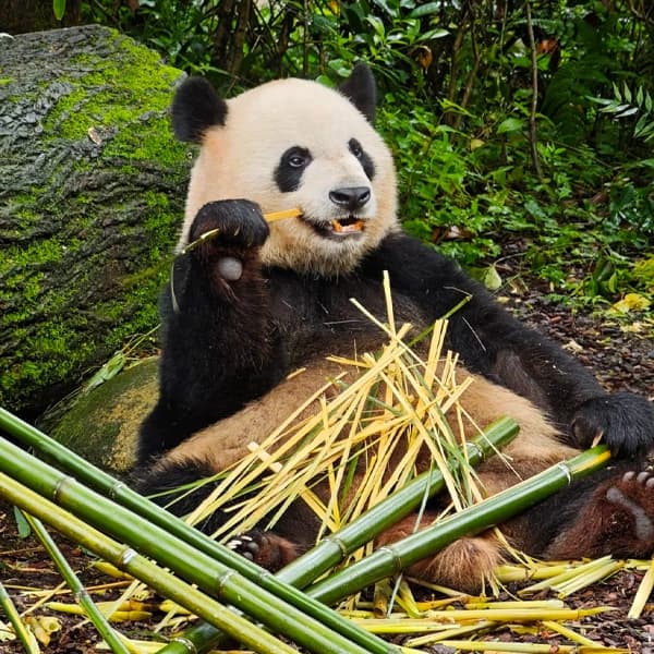 Chengdu Panda, Leshan and Jiuzhaigou Private 4-Day Car Tour 2